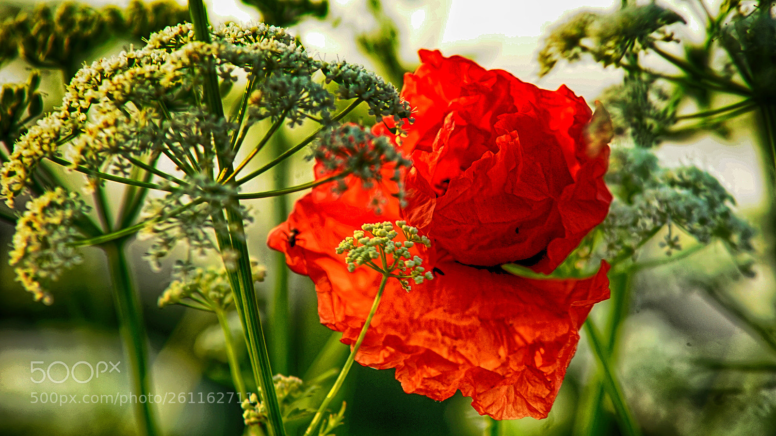 Sony a7 II sample photo. Wgr photography