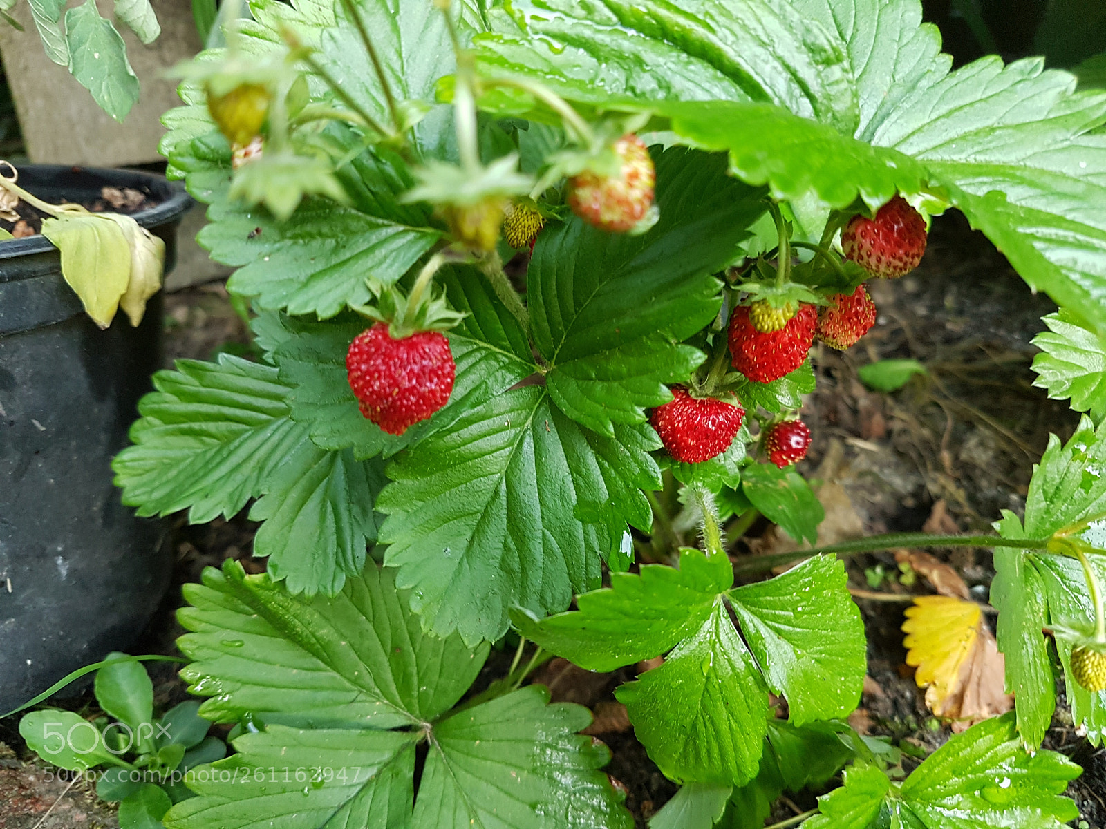 Samsung Galaxy S7 sample photo. Walderdbeeren photography