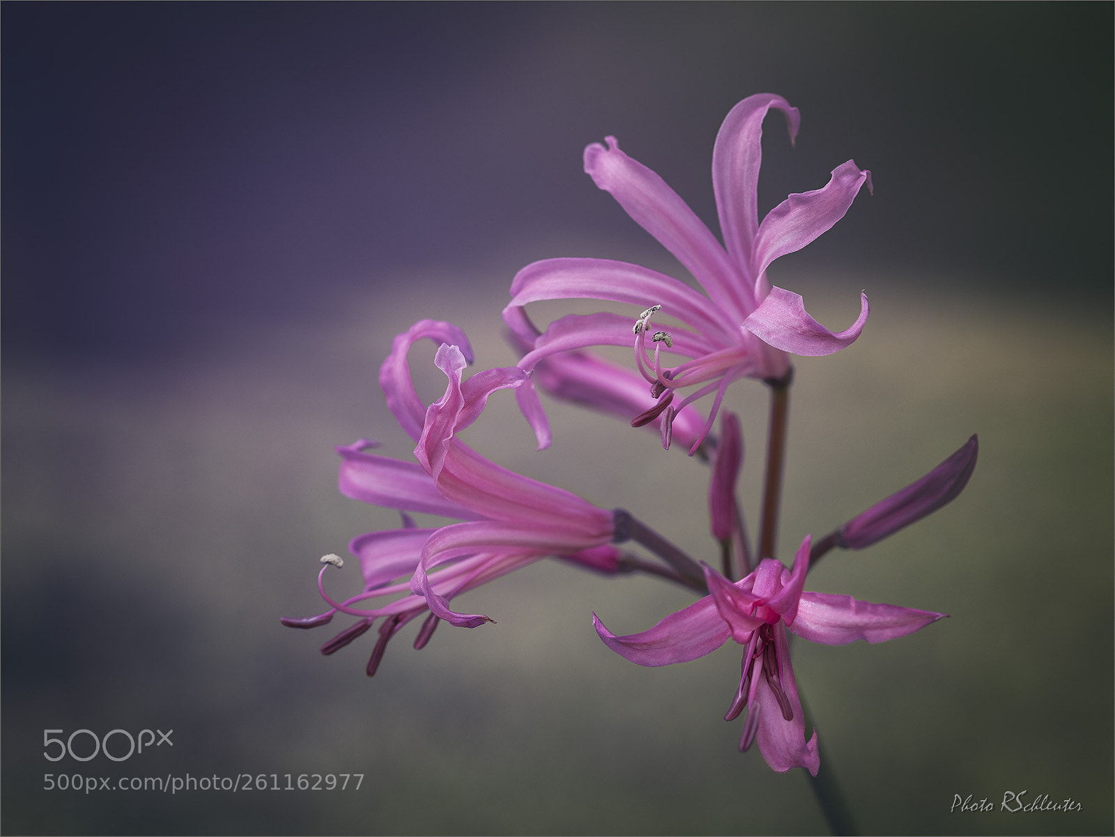 Canon EOS 5D Mark II sample photo. Nerine photography