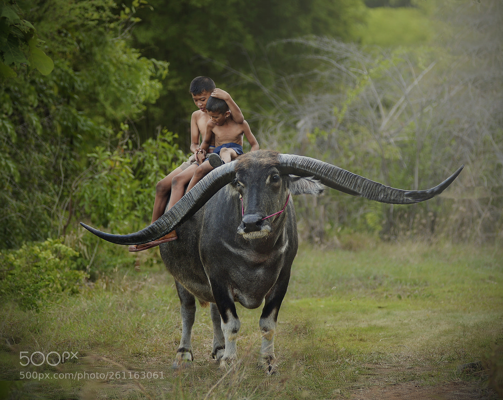 Nikon D800 sample photo. Buffalo baby care photography