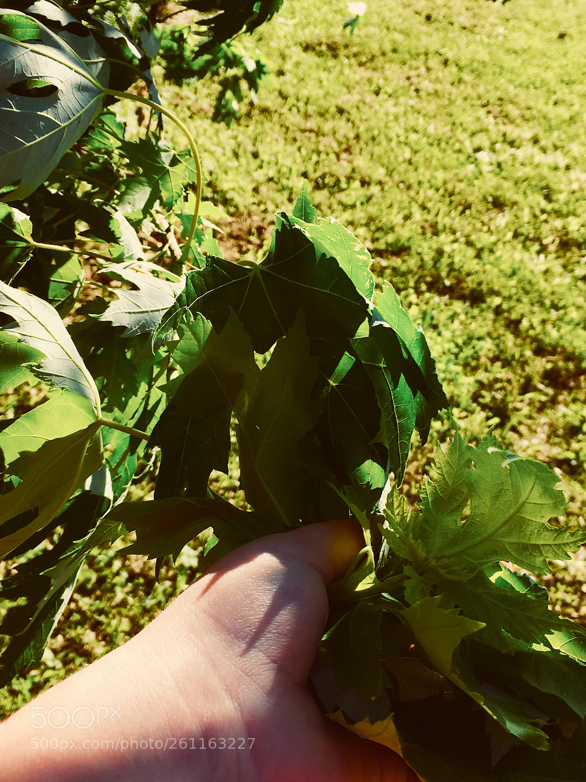 Apple iPhone SE sample photo. Everything is imperfect  photography