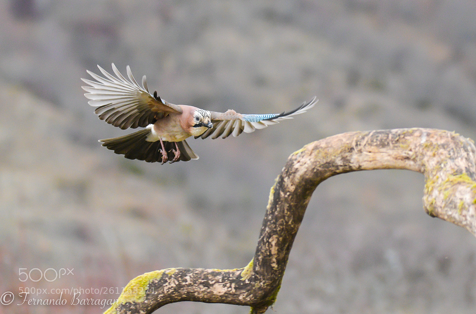 Nikon D500 sample photo. Arrendajo en vuelo (de ) photography