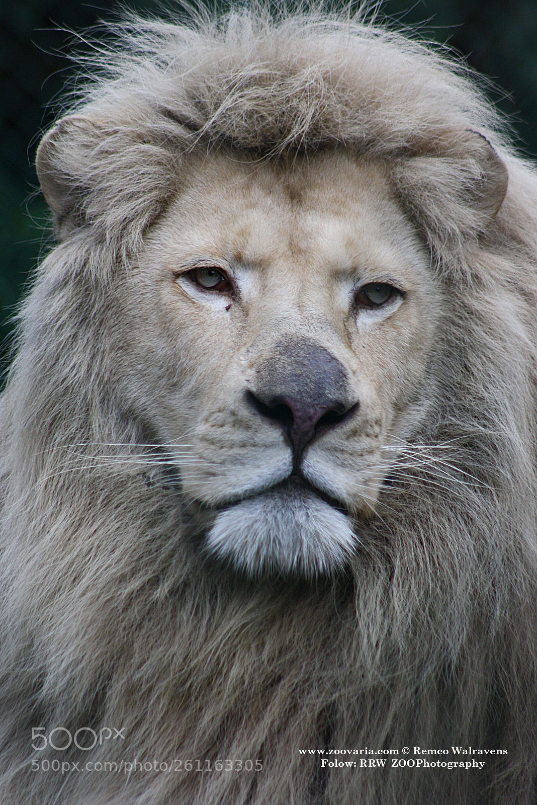 Canon EOS 1000D (EOS Digital Rebel XS / EOS Kiss F) sample photo. Witte leeuw white lion photography