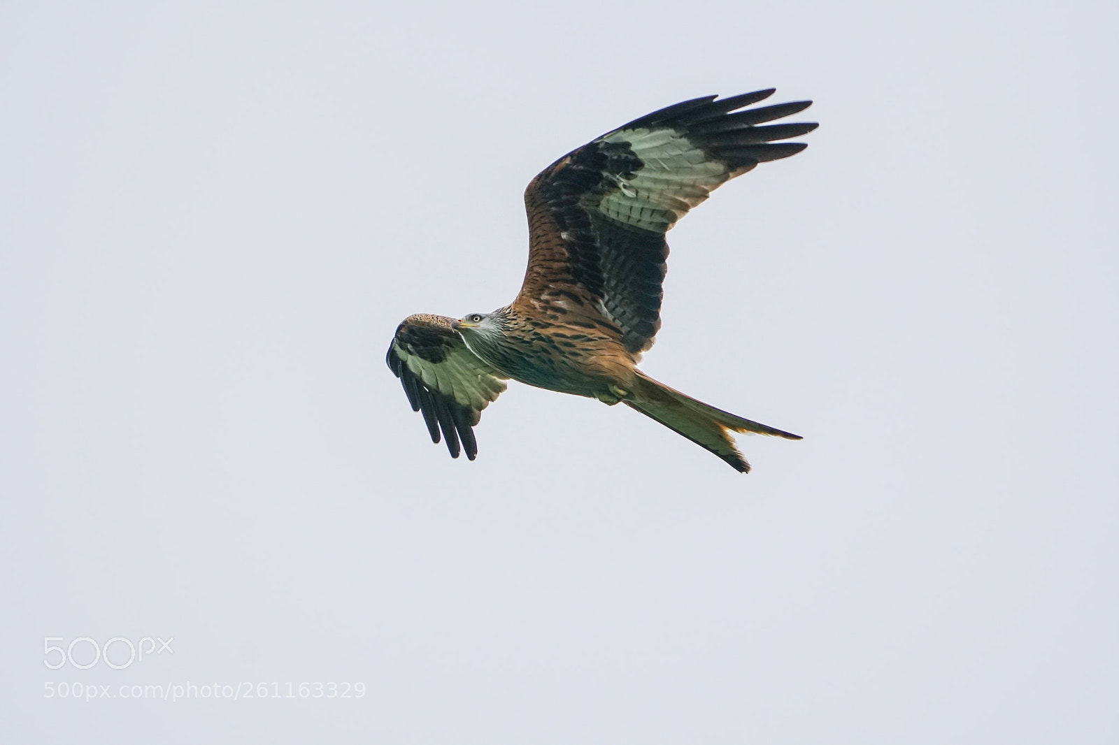 Sony a6500 sample photo. Red kite, rode wouw photography