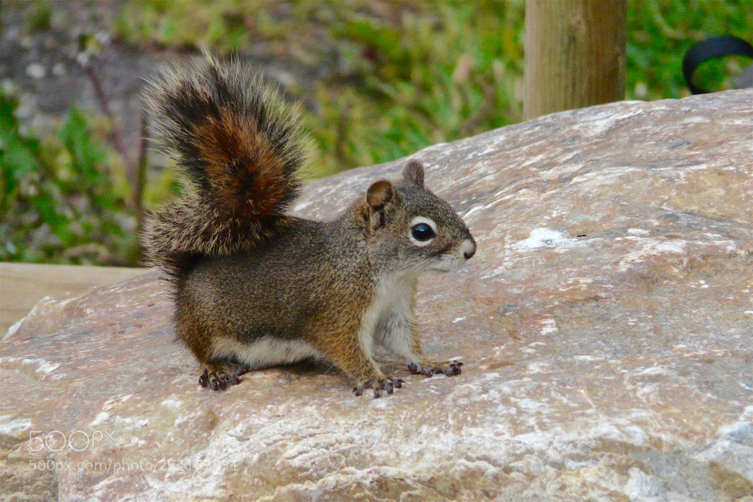 Panasonic DMC-FZ18 sample photo. Friendly red squirrel photography