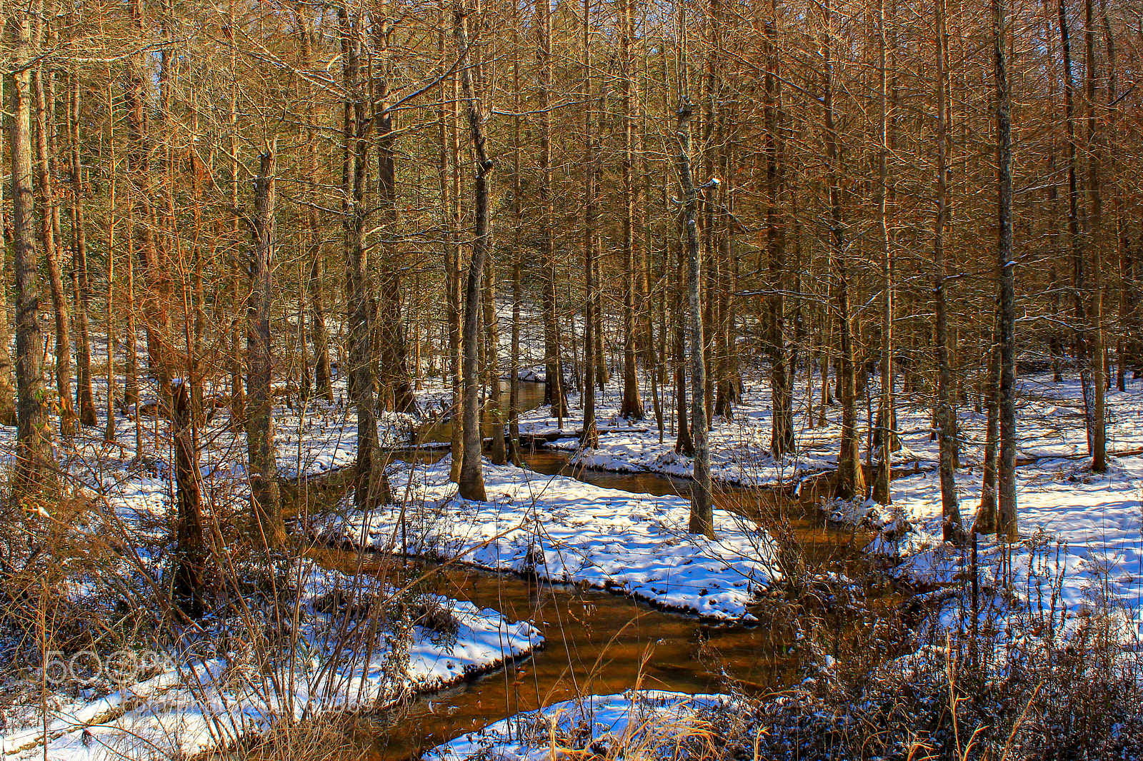 Canon EOS 1300D (EOS Rebel T6 / EOS Kiss X80) sample photo. Winter woods photography