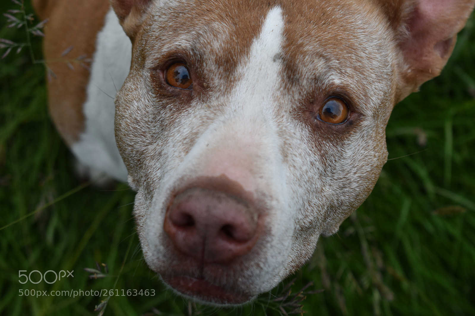 Nikon D3400 sample photo. Hello, are you friendly? photography