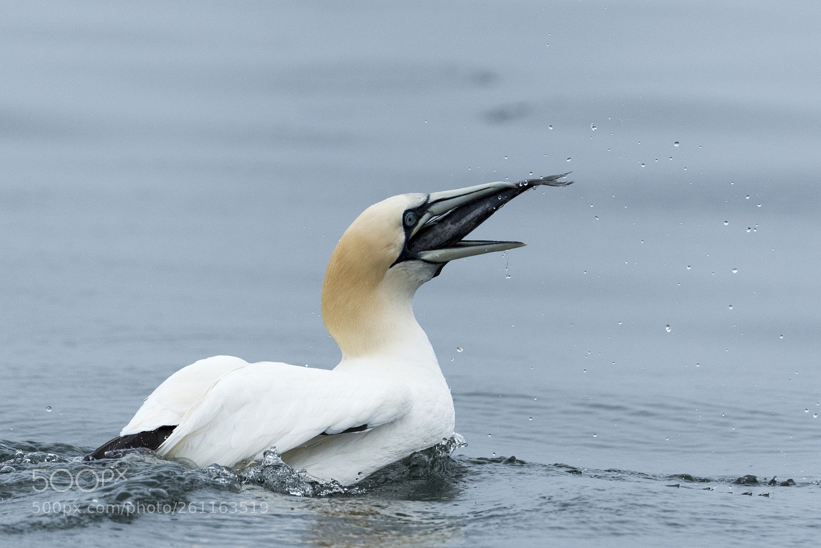 Nikon D750 sample photo. Gannet with fish photography