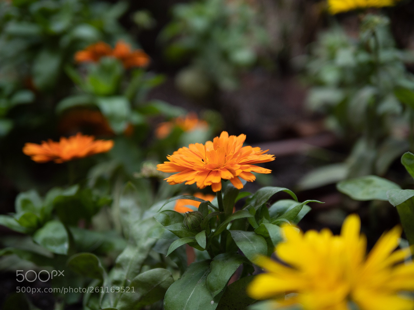Panasonic Lumix DC-G9 sample photo. Fresh flowers photography