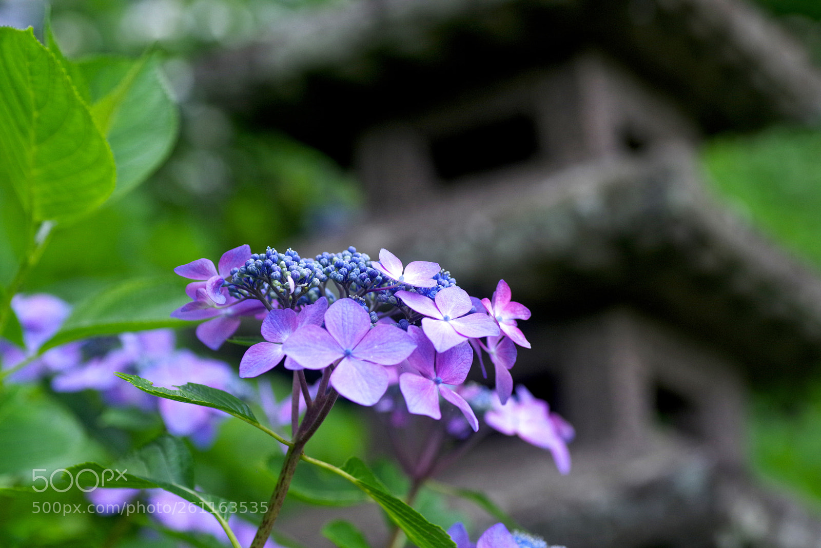 Pentax K-1 sample photo. Hydrangea in the temple photography