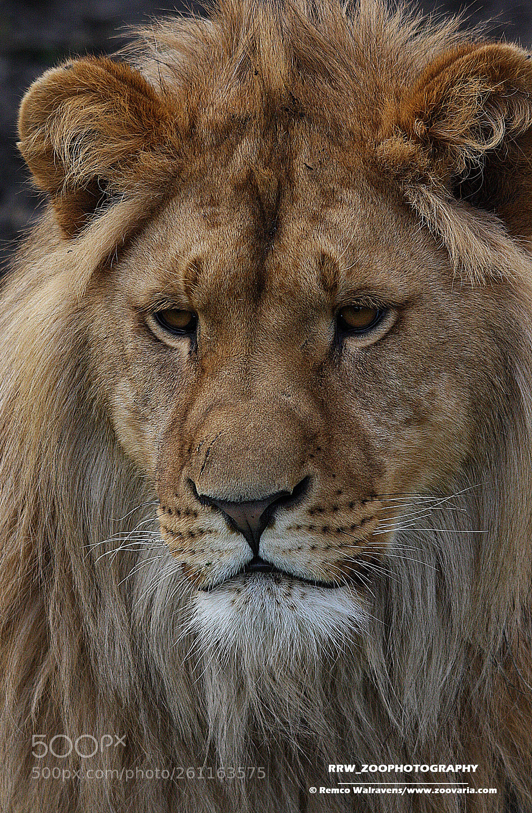 Canon EOS 1000D (EOS Digital Rebel XS / EOS Kiss F) sample photo. Leeuw lion photography