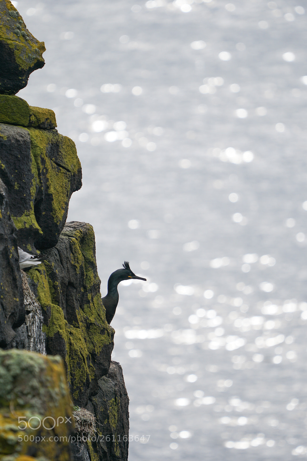 Sony a6500 sample photo. Shag, kuifaalscholver, isle of photography