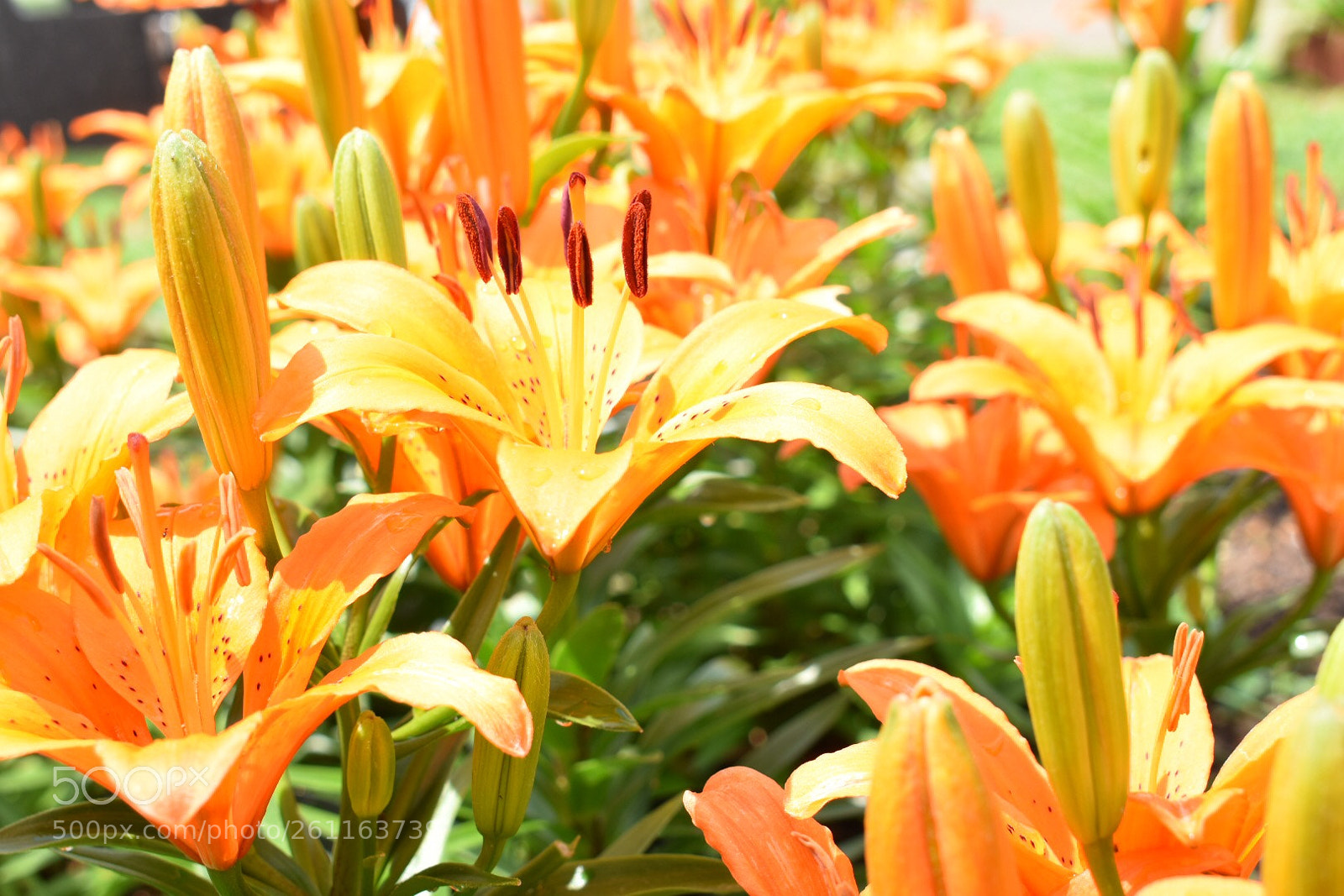Nikon D3400 sample photo. Flowers photography