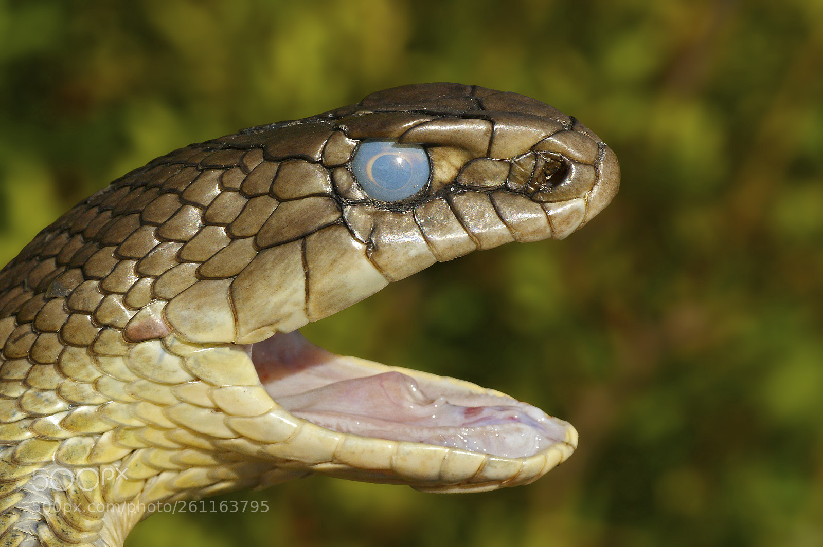Sony Alpha DSLR-A350 sample photo. Portrait of montpellier snake photography
