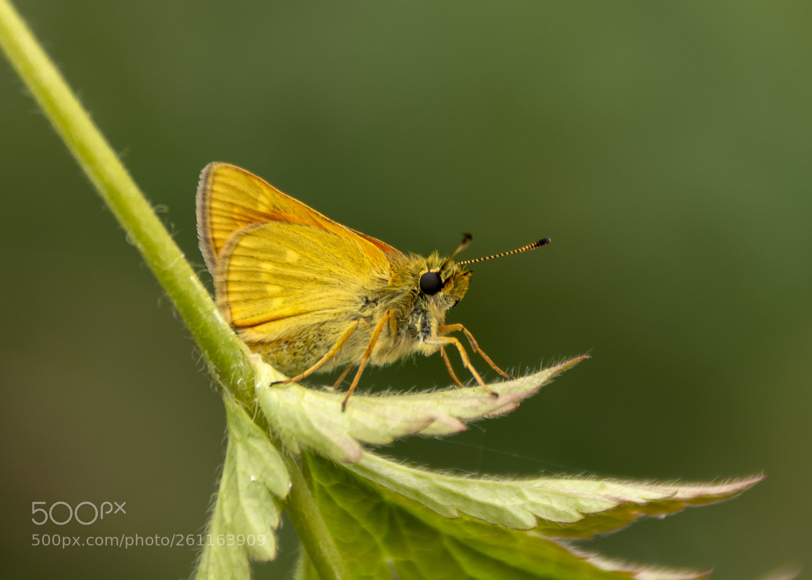 Nikon D7100 sample photo. Large skipper photography
