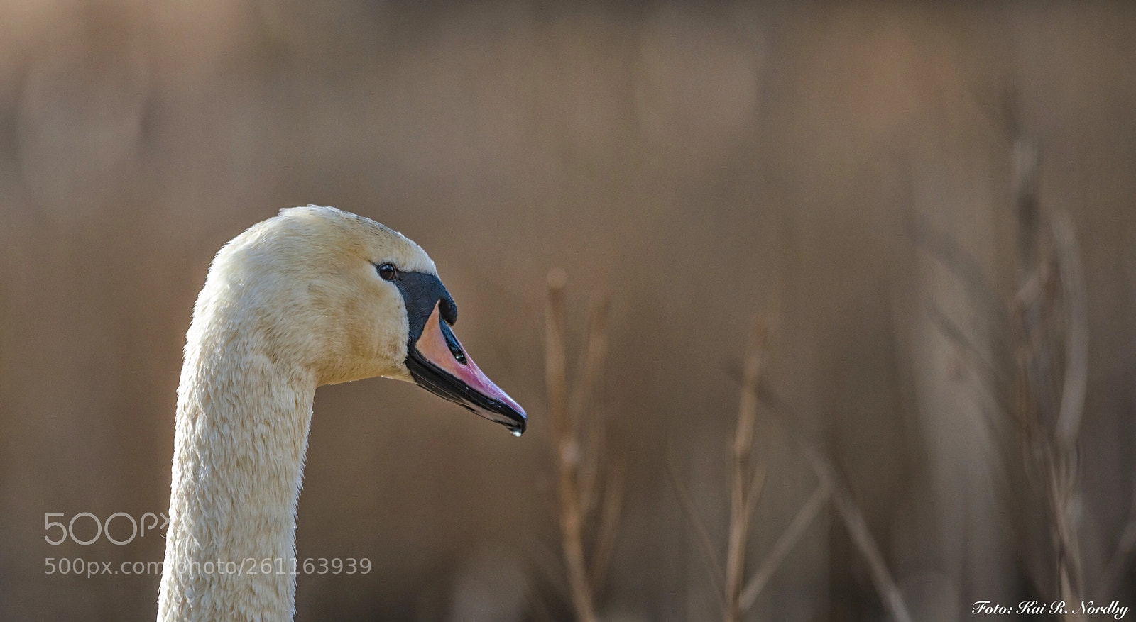 Nikon D750 sample photo. Drooling swan photography