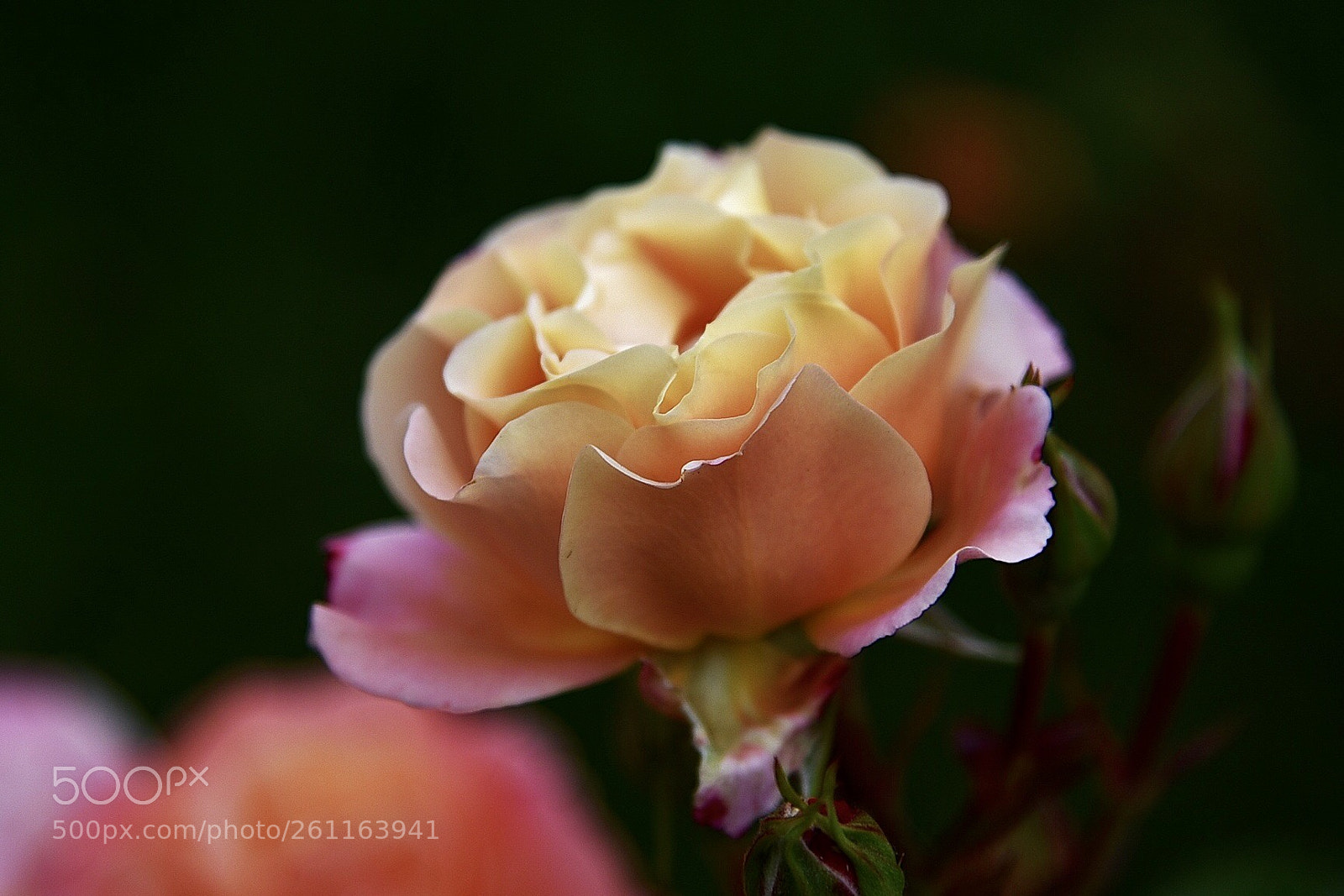 Nikon D750 sample photo. The rose  photography