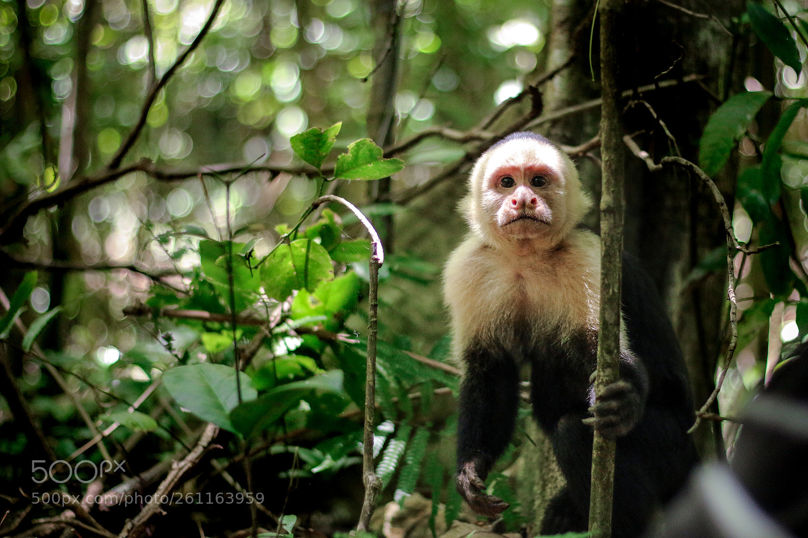 Canon EOS 70D sample photo. Wild portrait photography