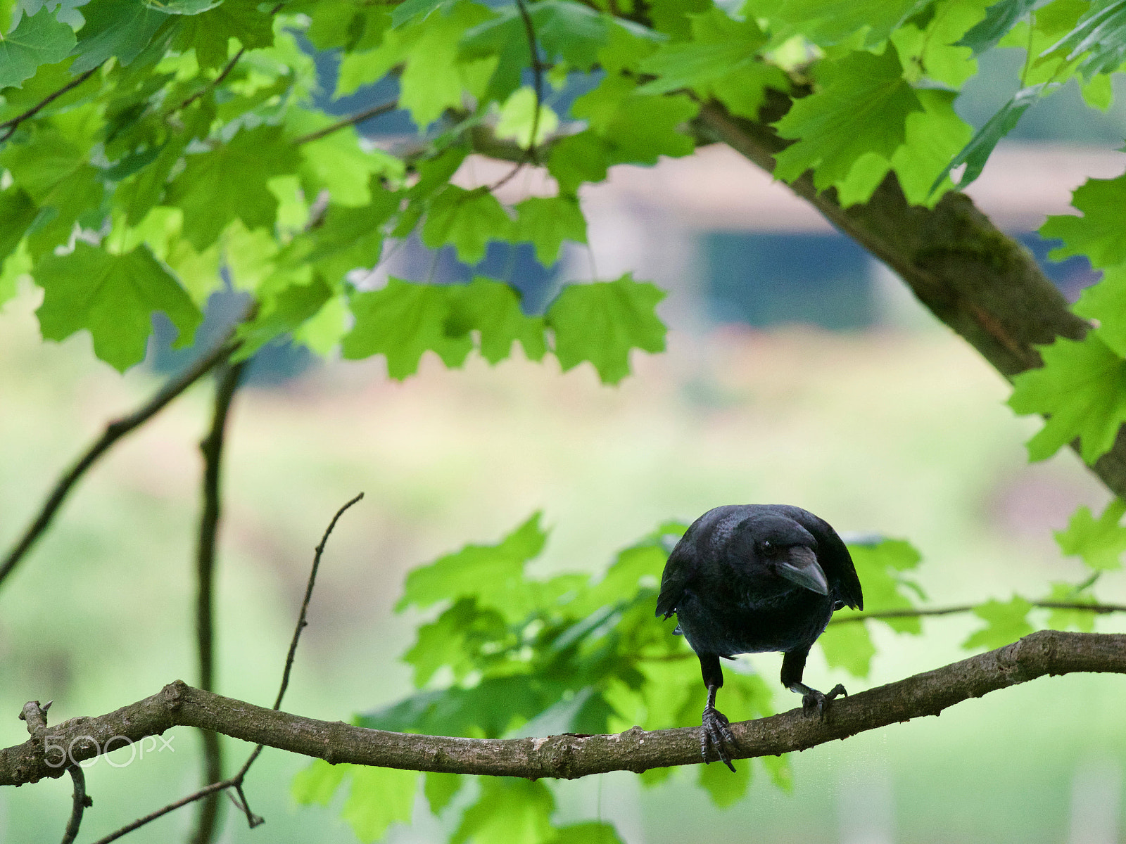 Panasonic Lumix DC-GH5 sample photo. Crow photography