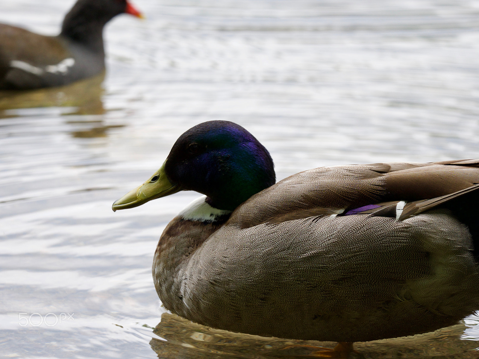Panasonic Lumix DC-GH5 sample photo. Duck photography