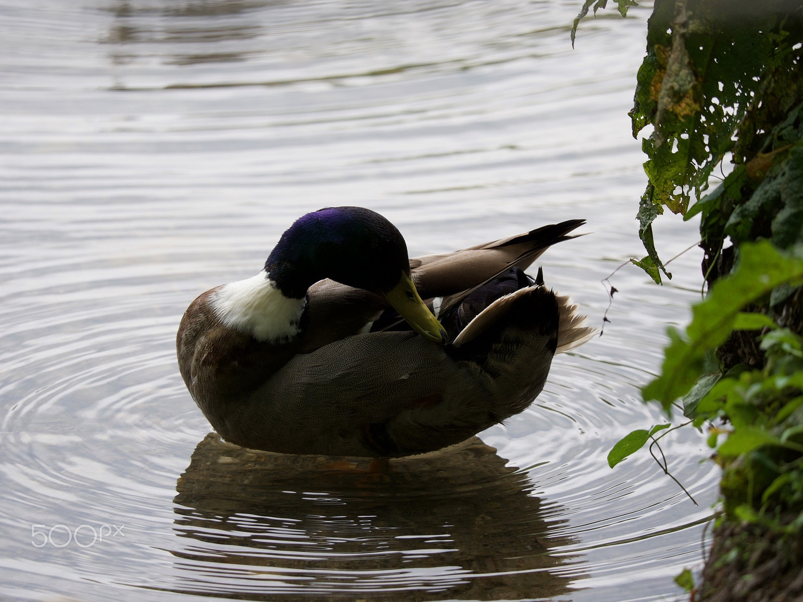 Panasonic Lumix DC-GH5 sample photo. Duck photography