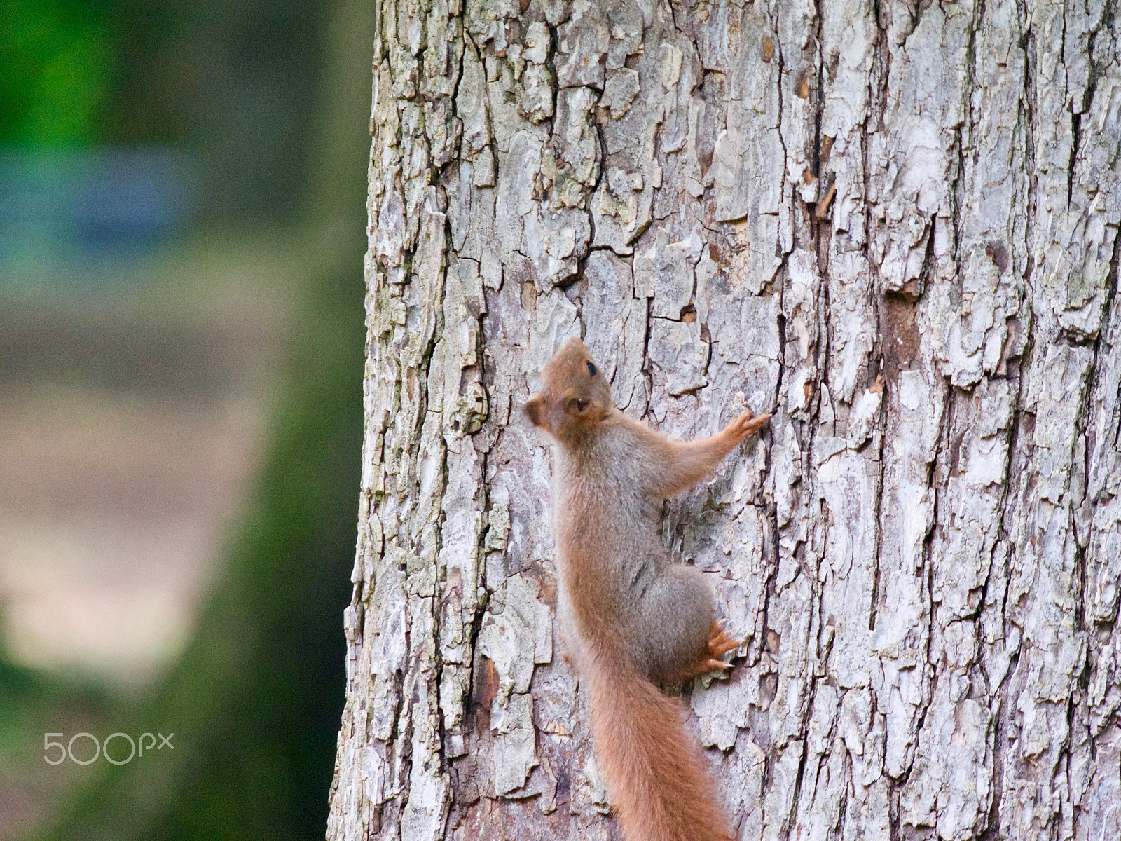 Panasonic Lumix DC-GH5 sample photo. Squirrel photography