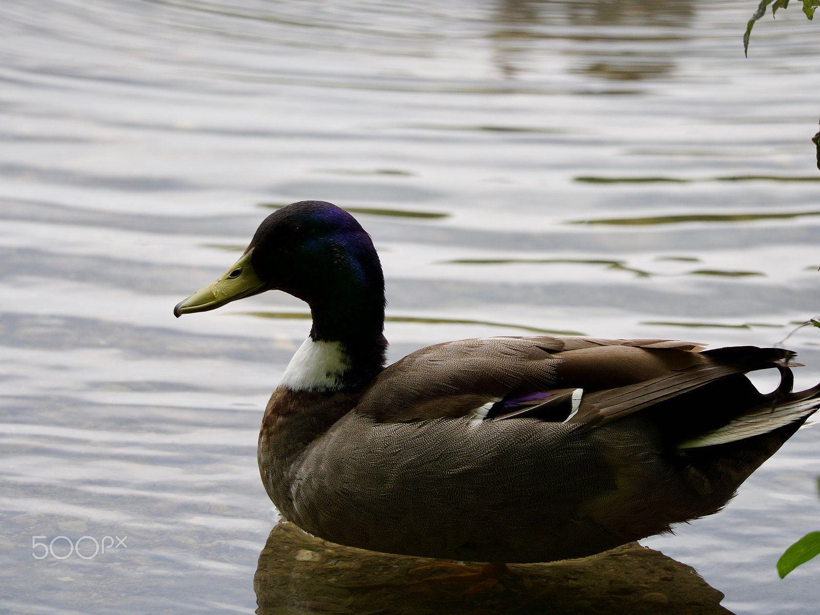 Panasonic Lumix DC-GH5 sample photo. Duck photography