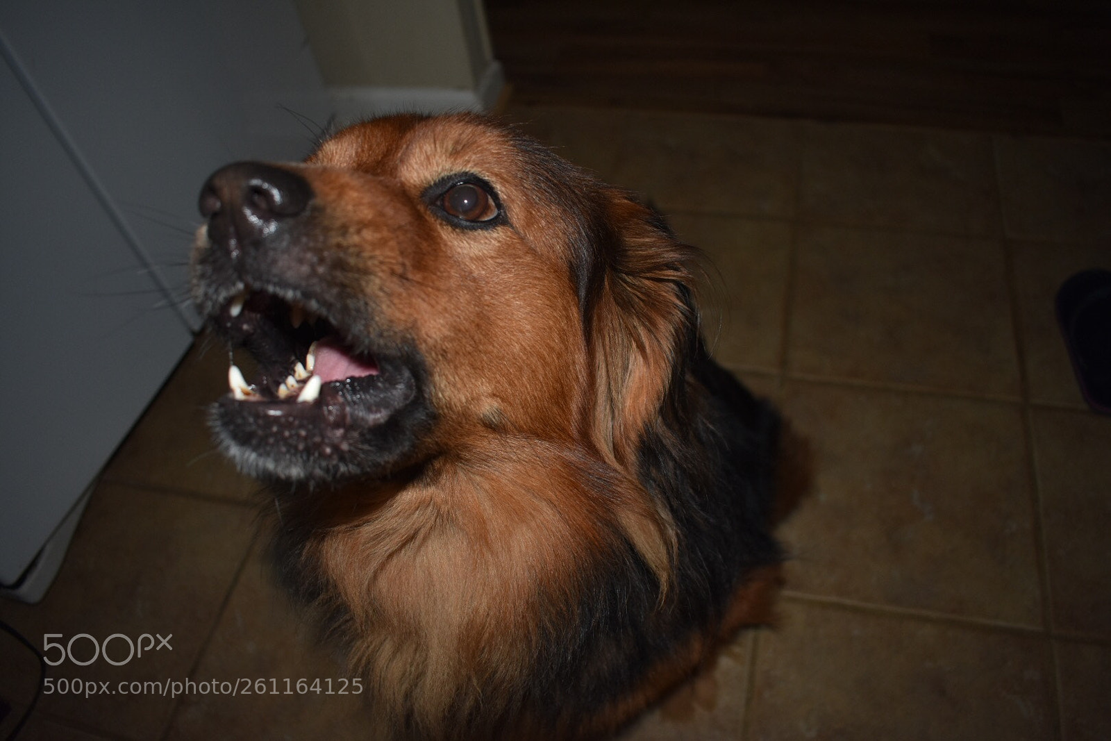 Nikon D3400 sample photo. Doggo(chesnut) photography