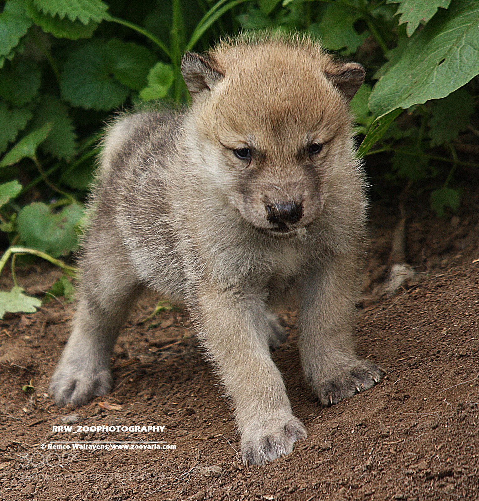 Canon EOS 1000D (EOS Digital Rebel XS / EOS Kiss F) sample photo. Hudsonbay wolf pup photography