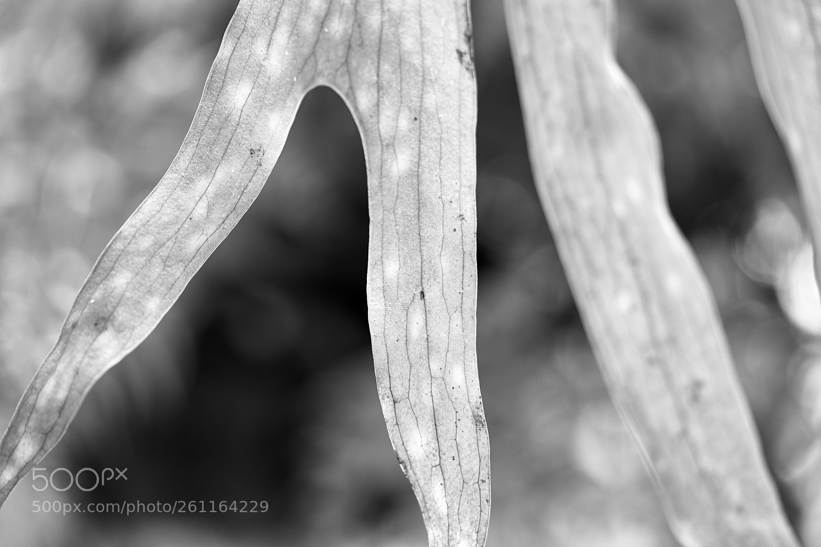Sony a7 II sample photo. Leaf 1 photography