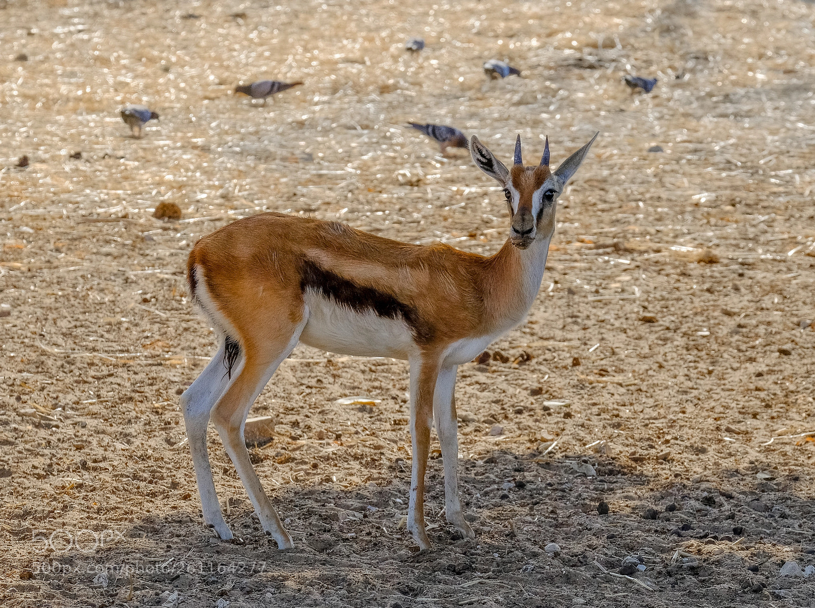 Fujifilm X-T2 sample photo. Thomson's gazelle.jpg photography