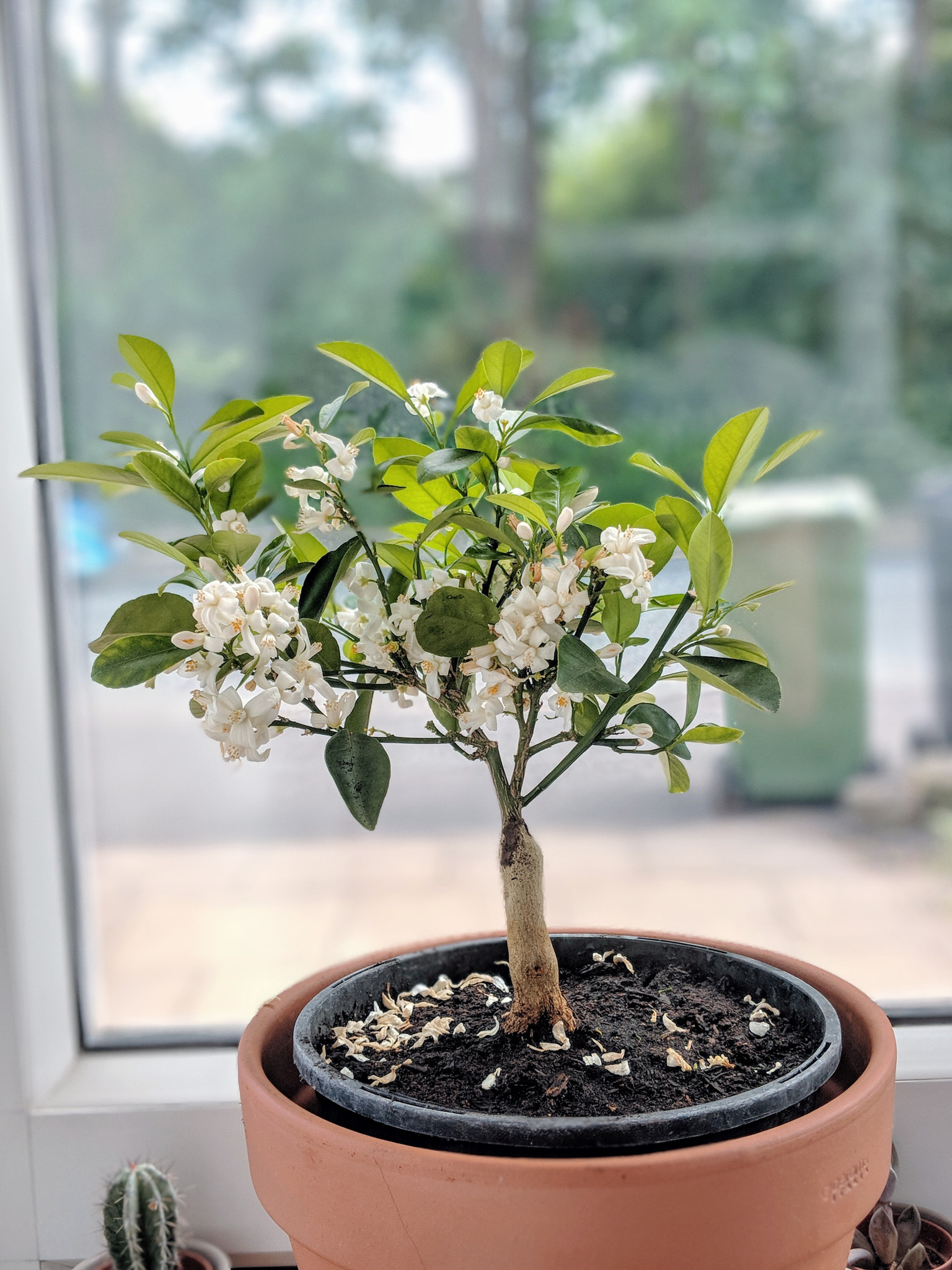 Google Pixel 2 XL sample photo. Orange tree photography