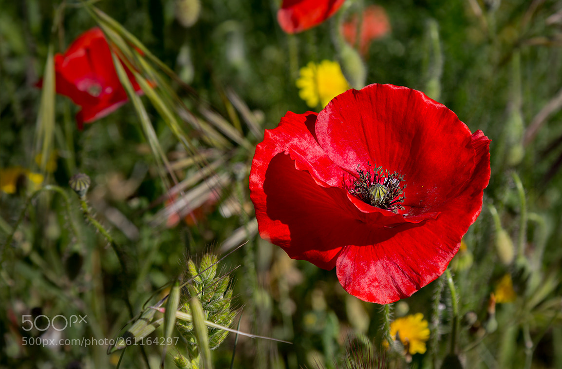 Canon EOS 60D sample photo. Amapola photography