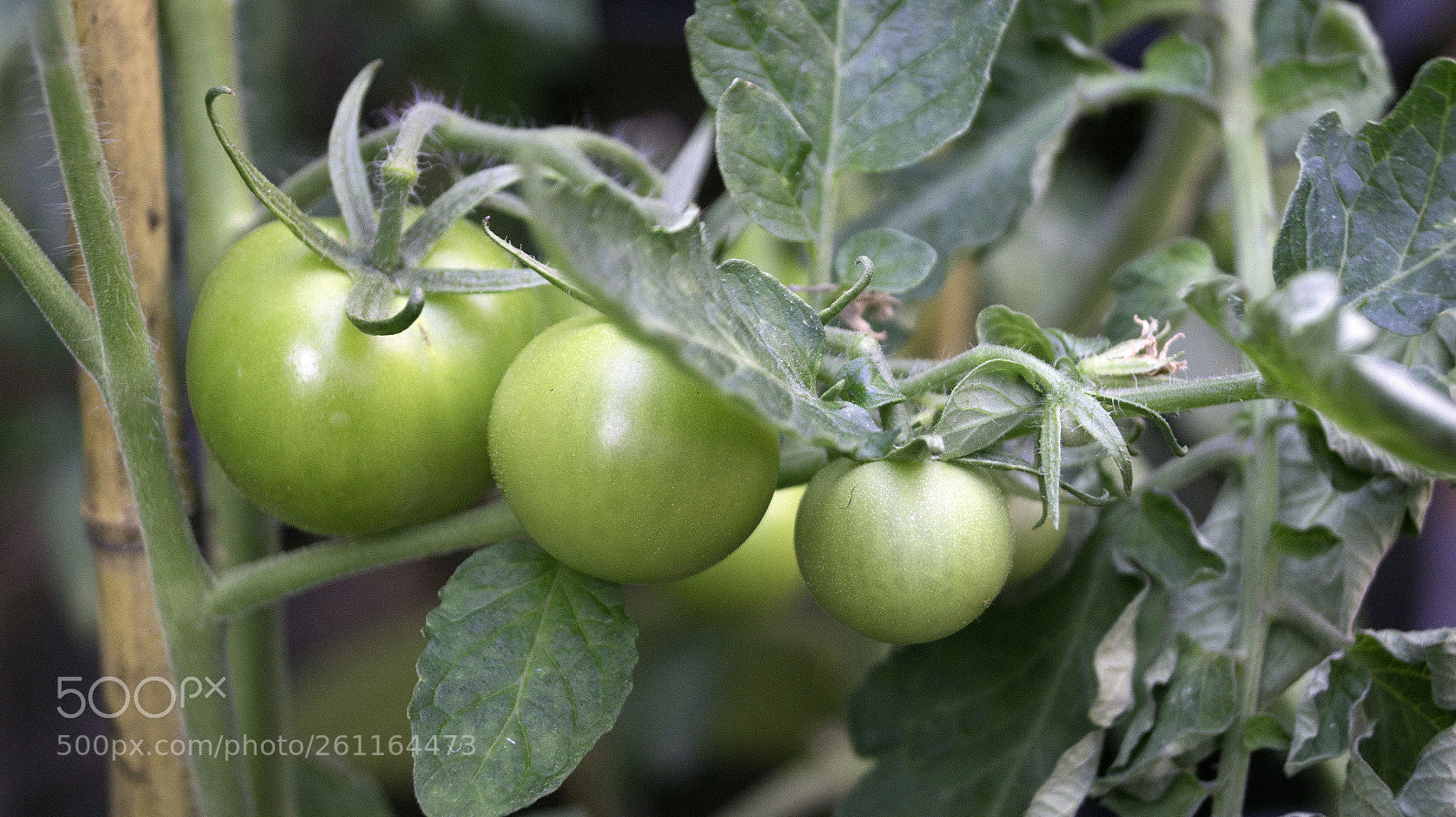 Sony SLT-A58 sample photo. Tomato plant photography