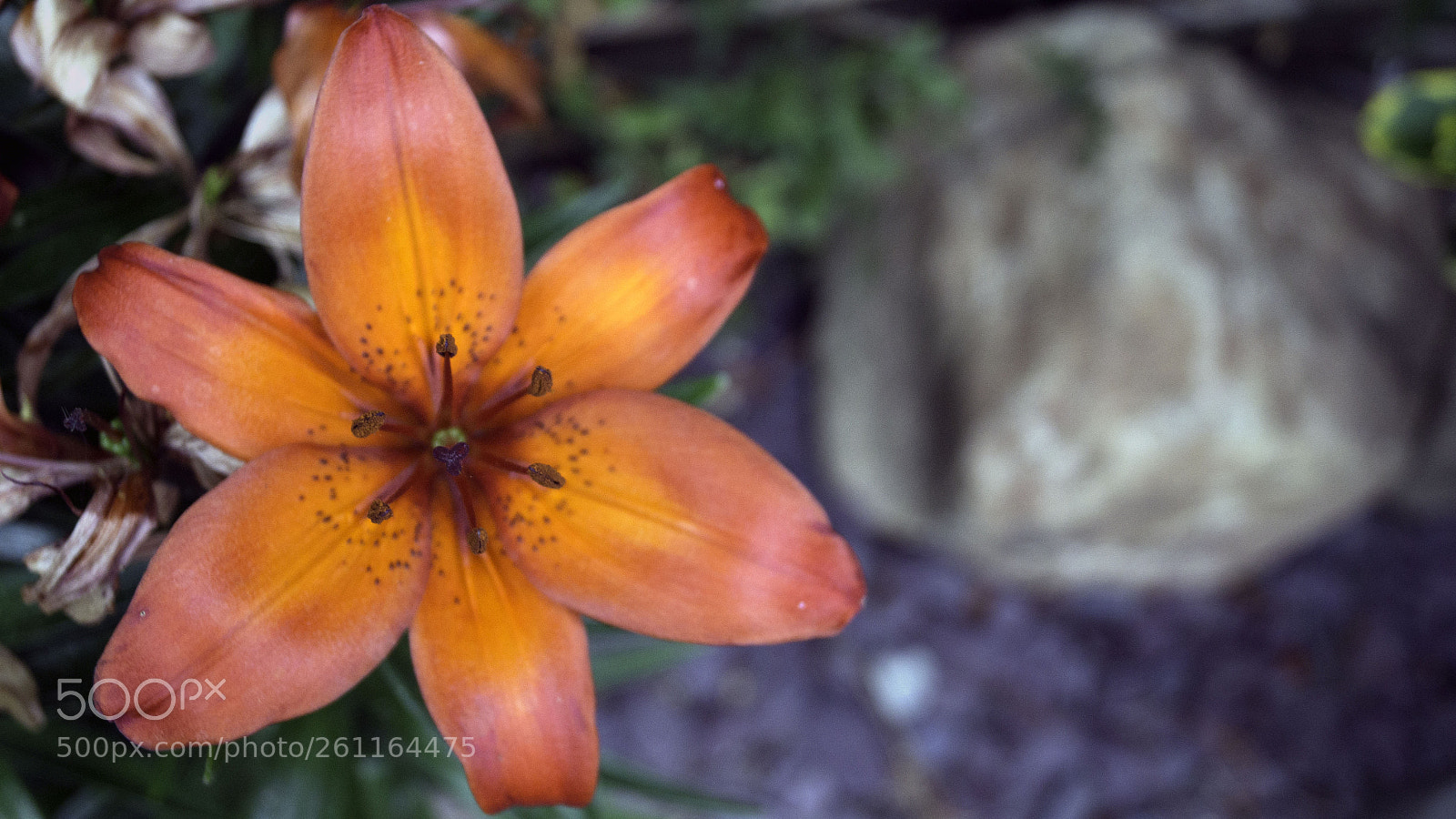 Sony SLT-A58 sample photo. Home grown dahlia photography