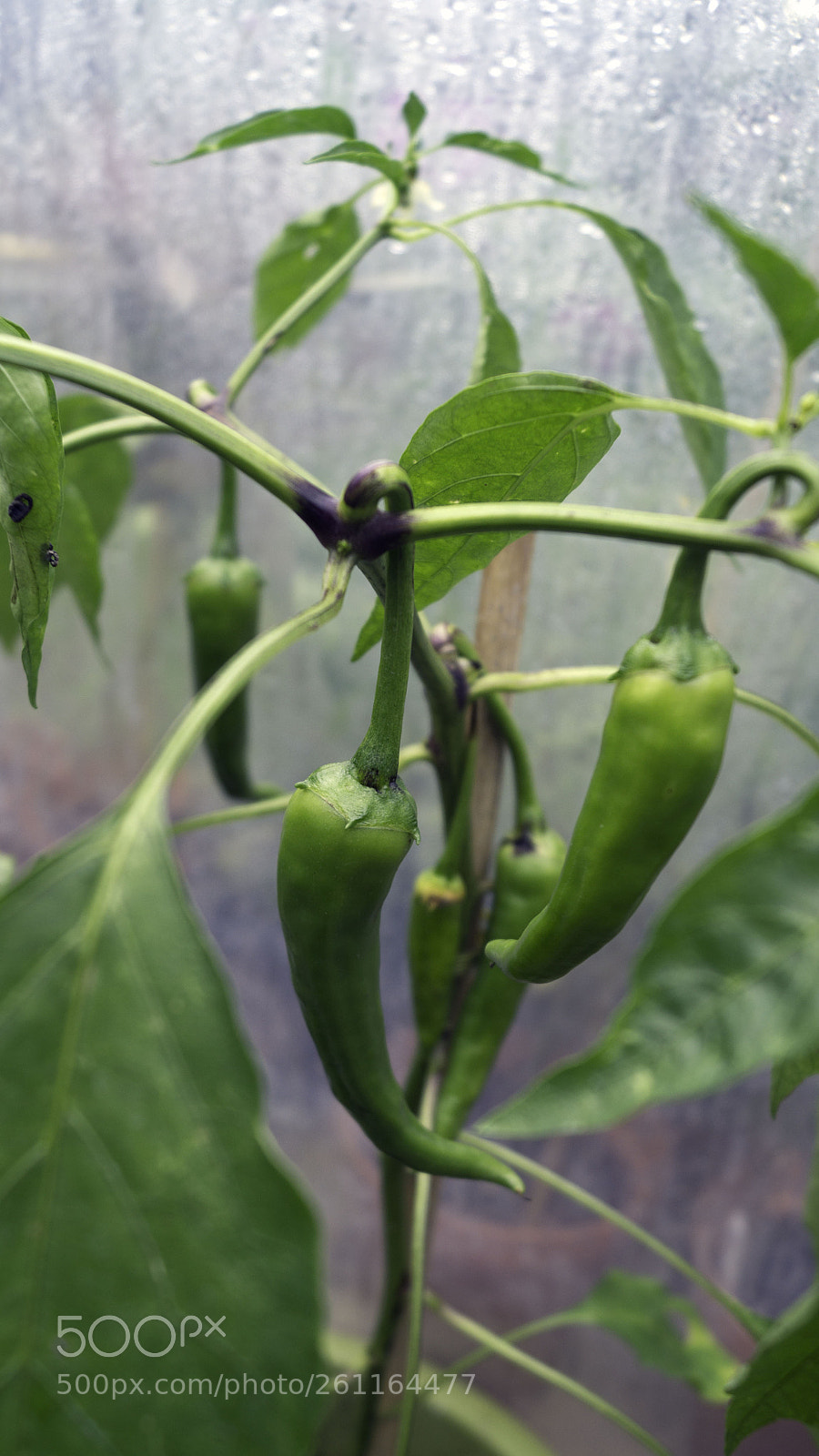 Sony SLT-A58 sample photo. Pepper plant photography