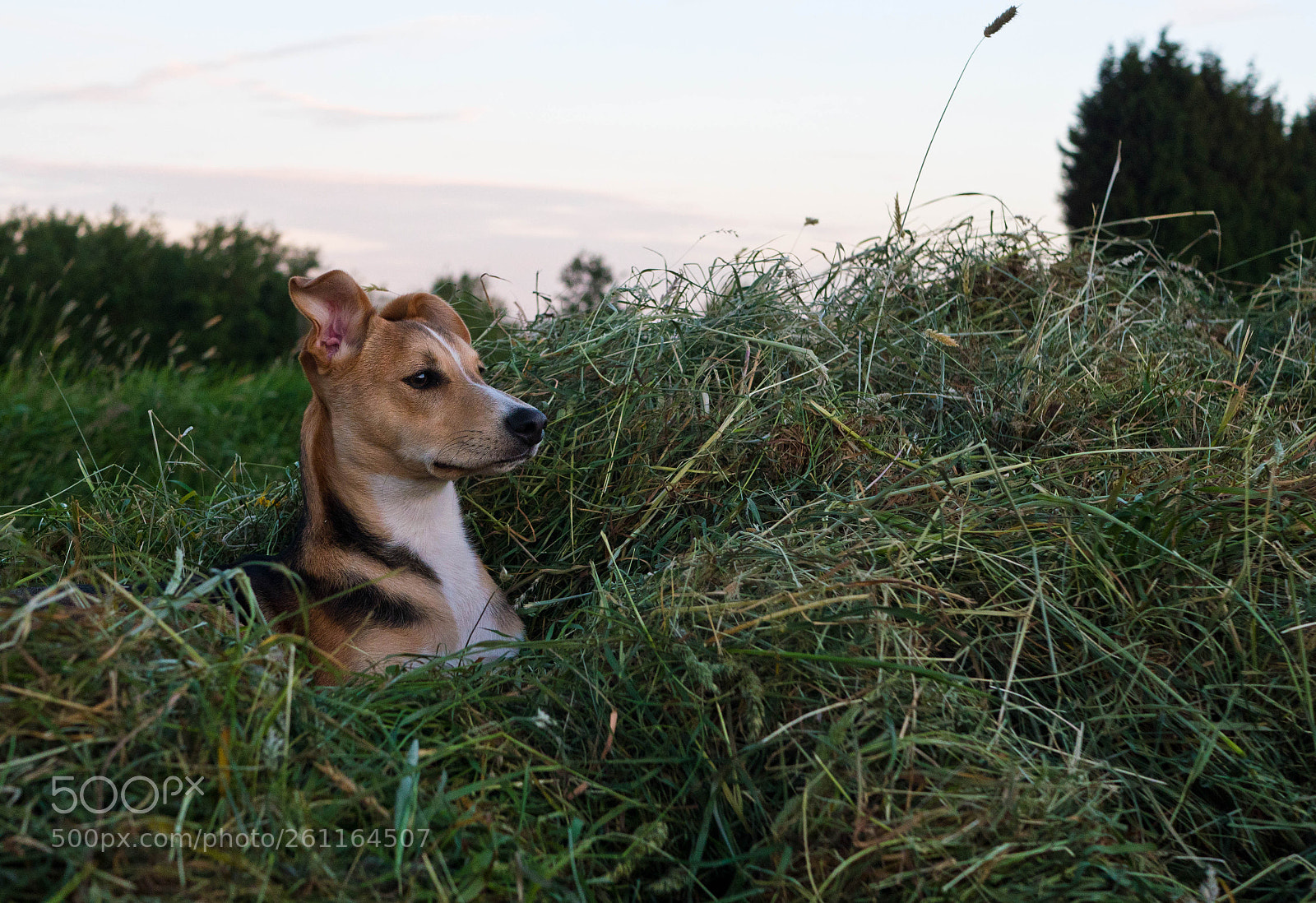 Panasonic Lumix DMC-GX8 sample photo. Meadow moments photography