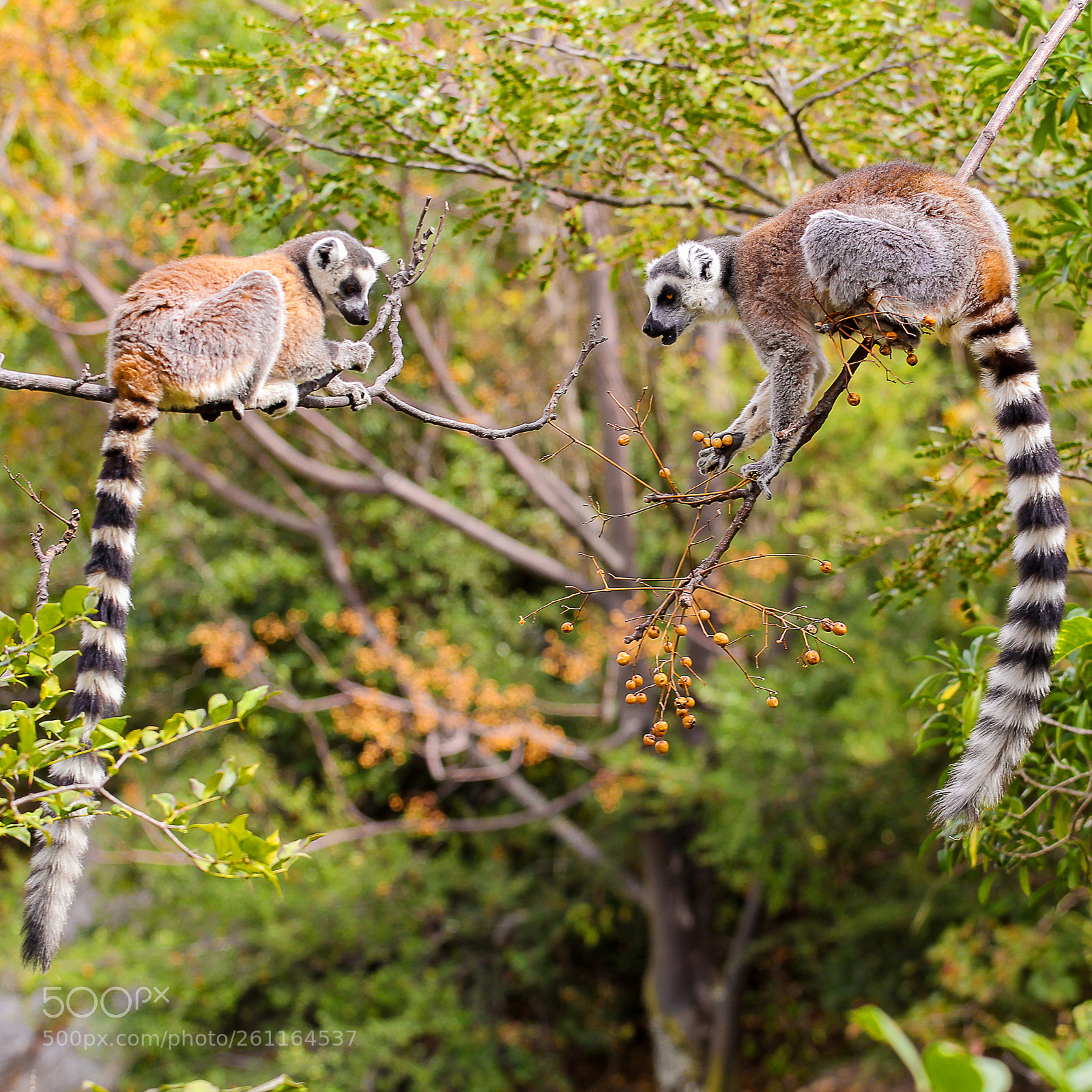 Canon EOS 60D sample photo. Ring-tailed lemurs at the photography