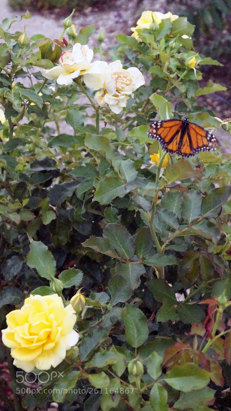 Sony SLT-A58 sample photo. Butterfly and rose photography