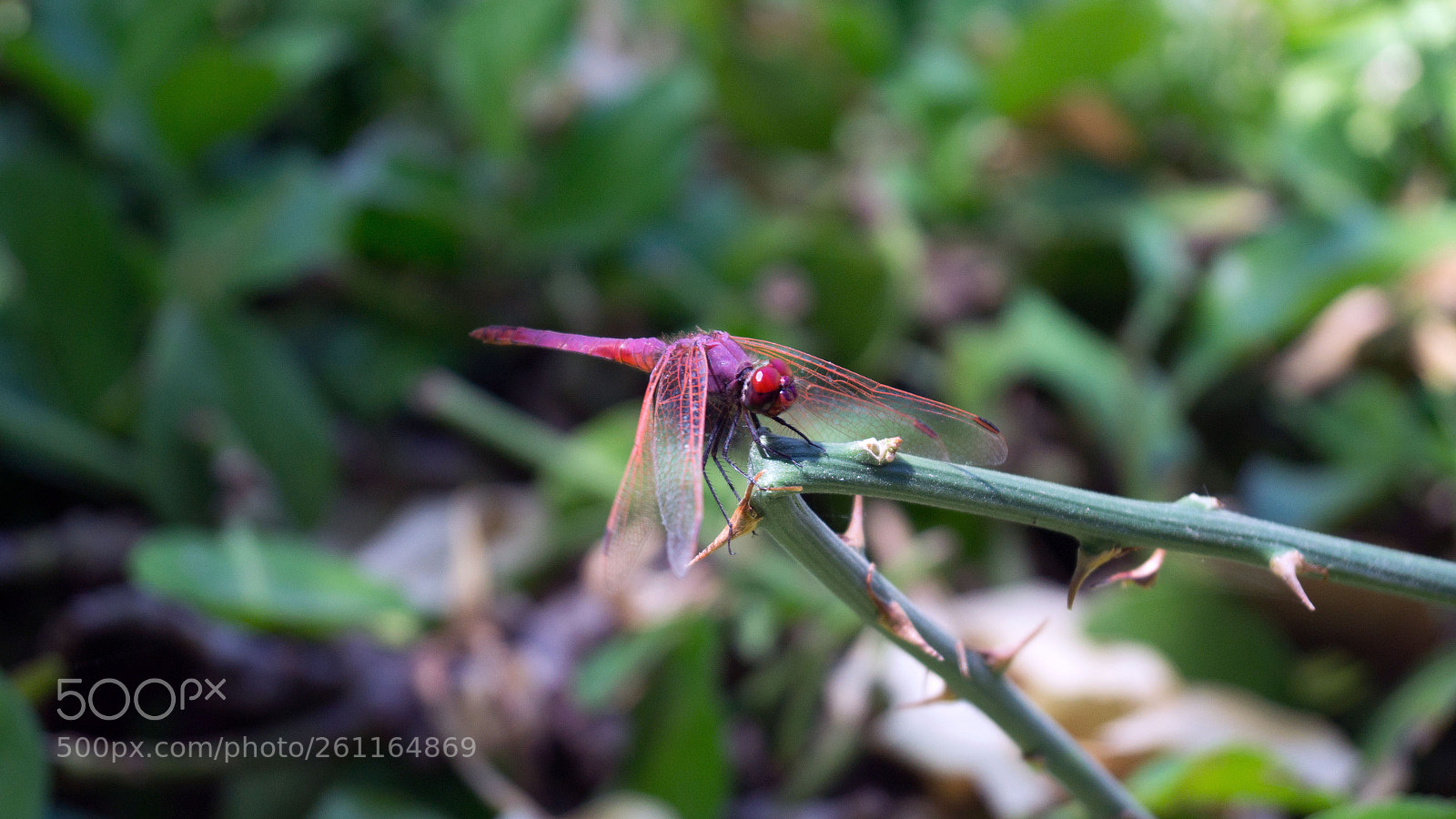 Sony SLT-A58 sample photo. Dragonfly photography