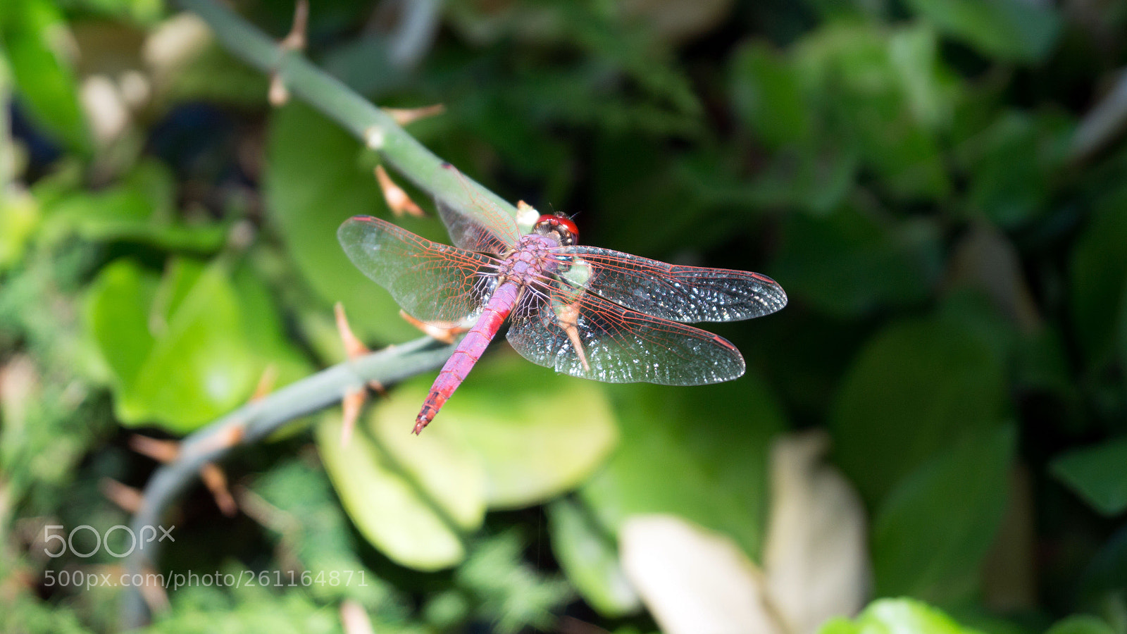 Sony SLT-A58 sample photo. Dragonfly photography
