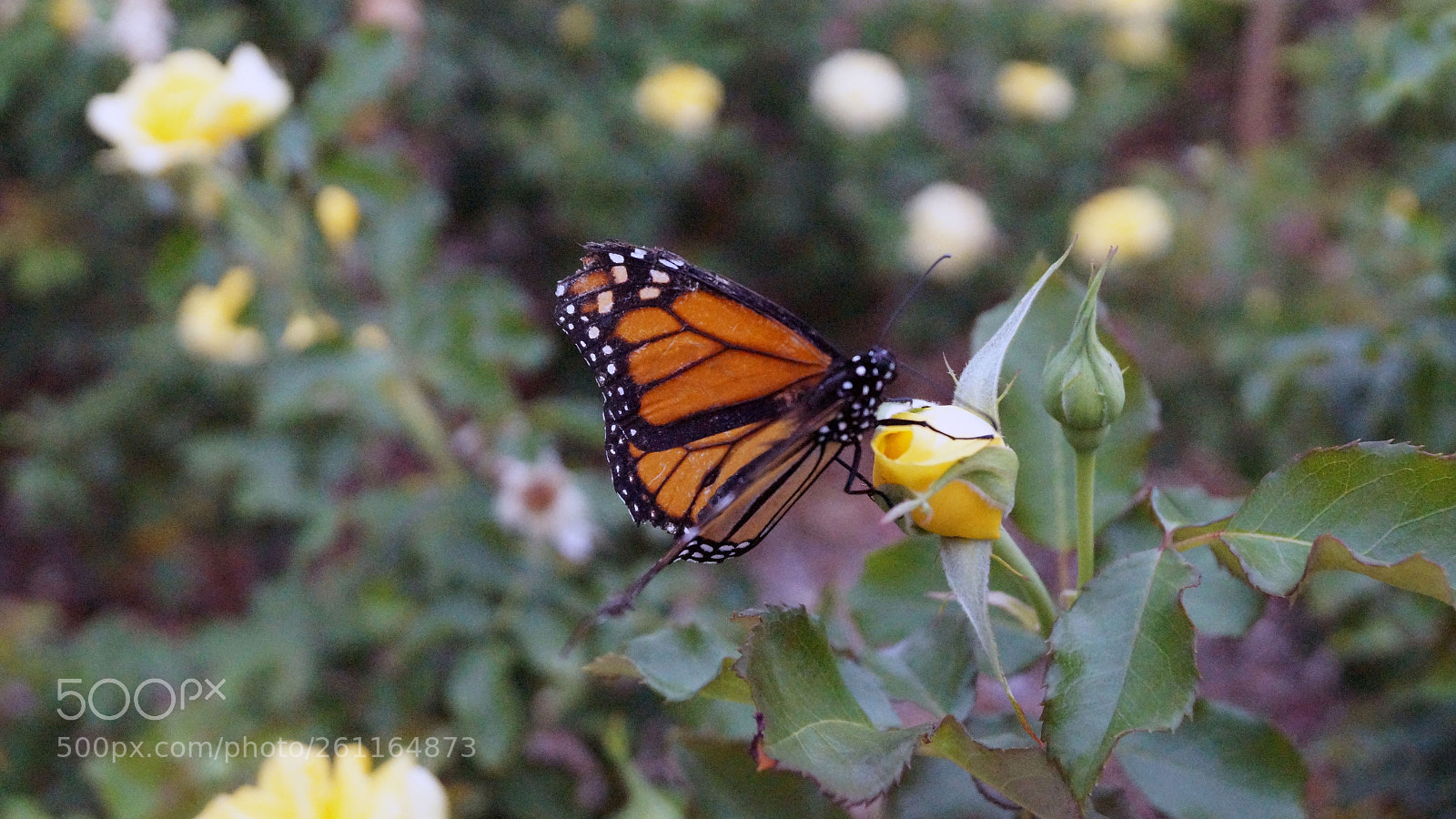 Sony SLT-A58 sample photo. Butterfly and rose photography
