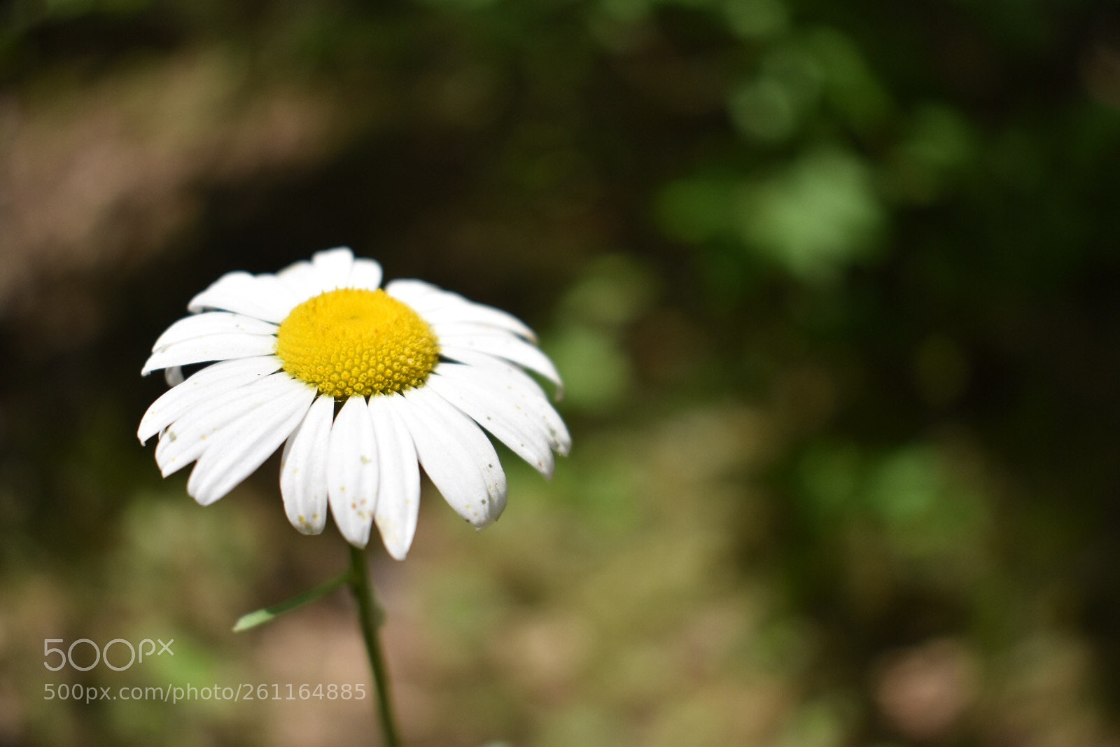 Nikon D3400 sample photo. Daisey photography