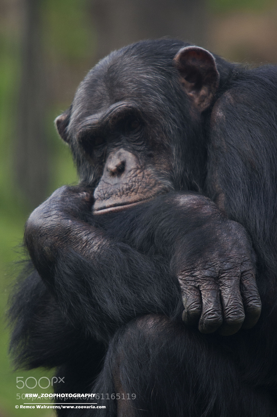 Canon EOS 1000D (EOS Digital Rebel XS / EOS Kiss F) sample photo. Chimp photography