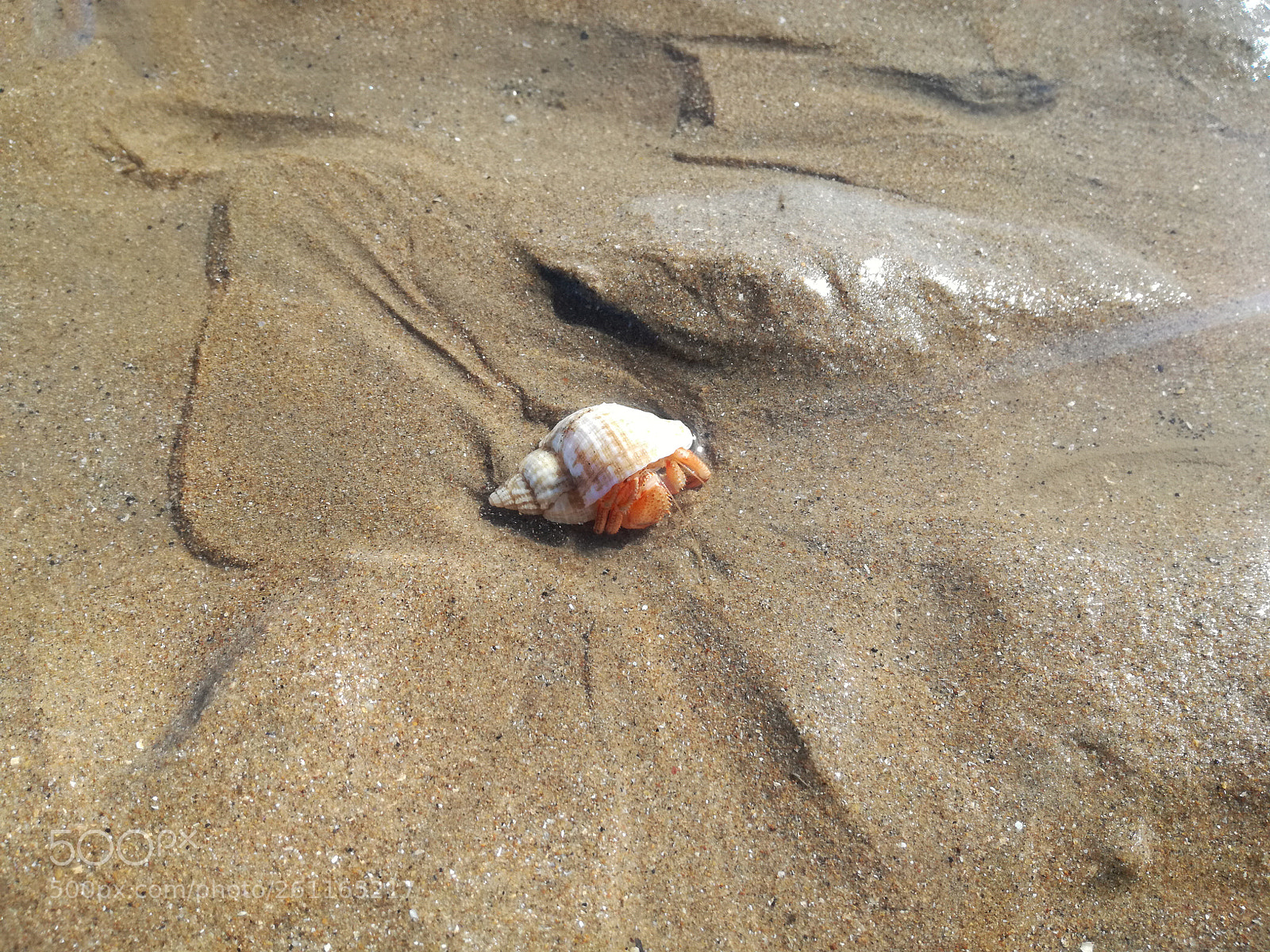 HUAWEI P9 LITE sample photo. Little crab photography