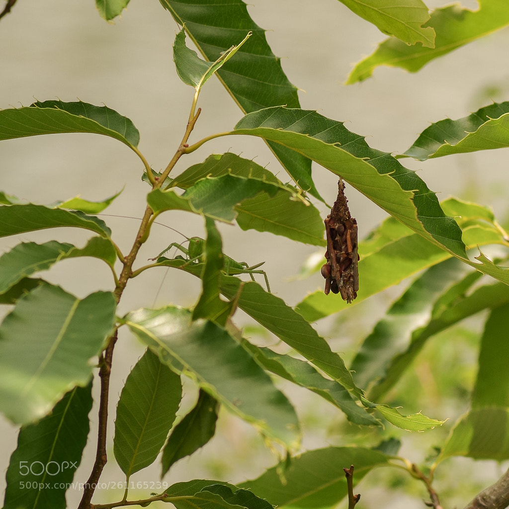 Pentax K-S2 sample photo. Bagworm and phaneroptera falcata photography
