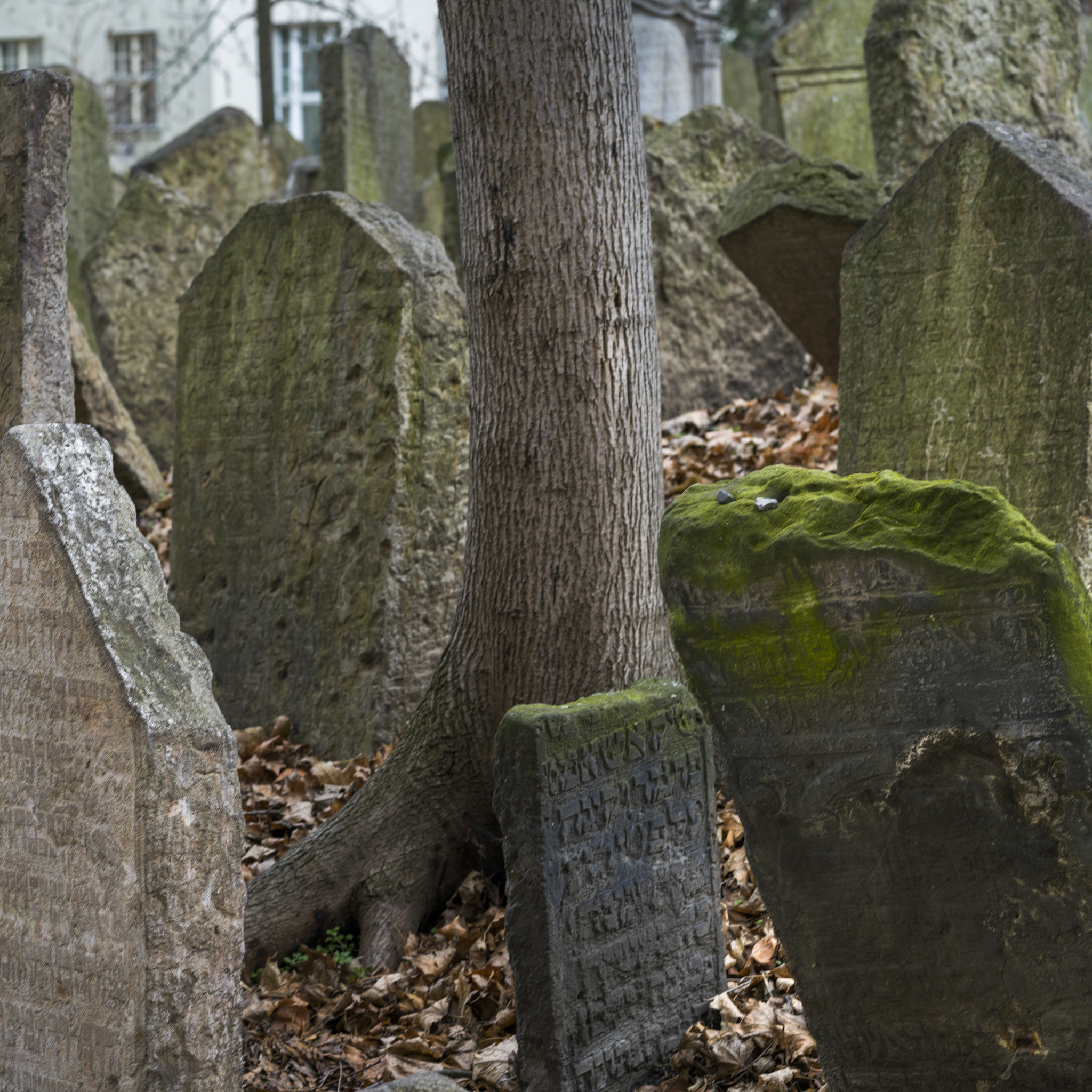 Hasselblad X1D-50c sample photo. Tombstones in old jewish cemetery, prague, czech republic photography