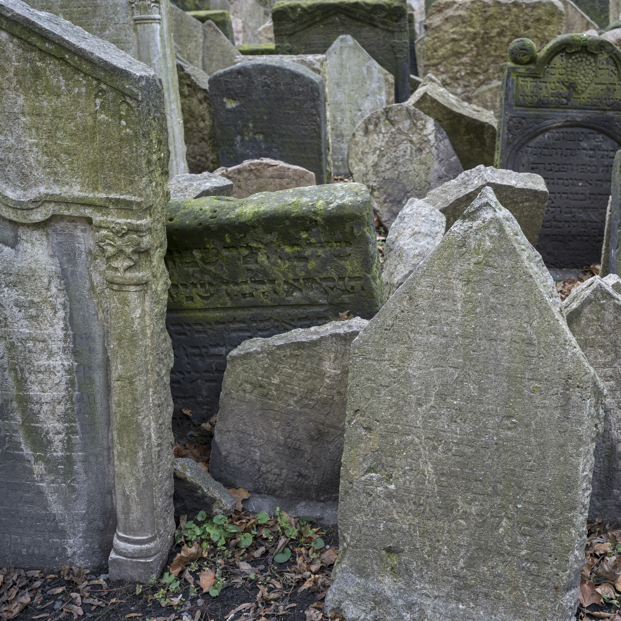 Hasselblad X1D-50c sample photo. Tombstones in old jewish cemetery, prague, czech republic photography