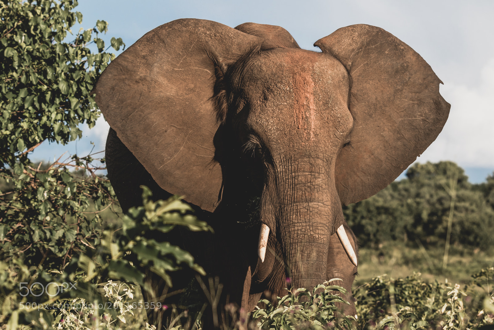 Canon EOS 7D Mark II sample photo. Elephant in the golden photography