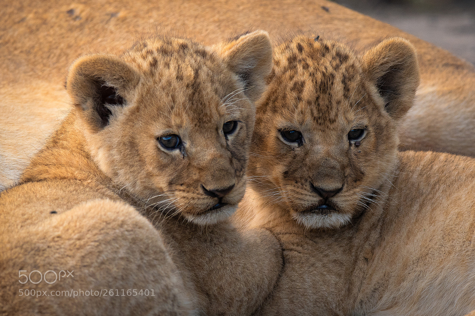 Nikon D500 sample photo. Lion cubs. photography